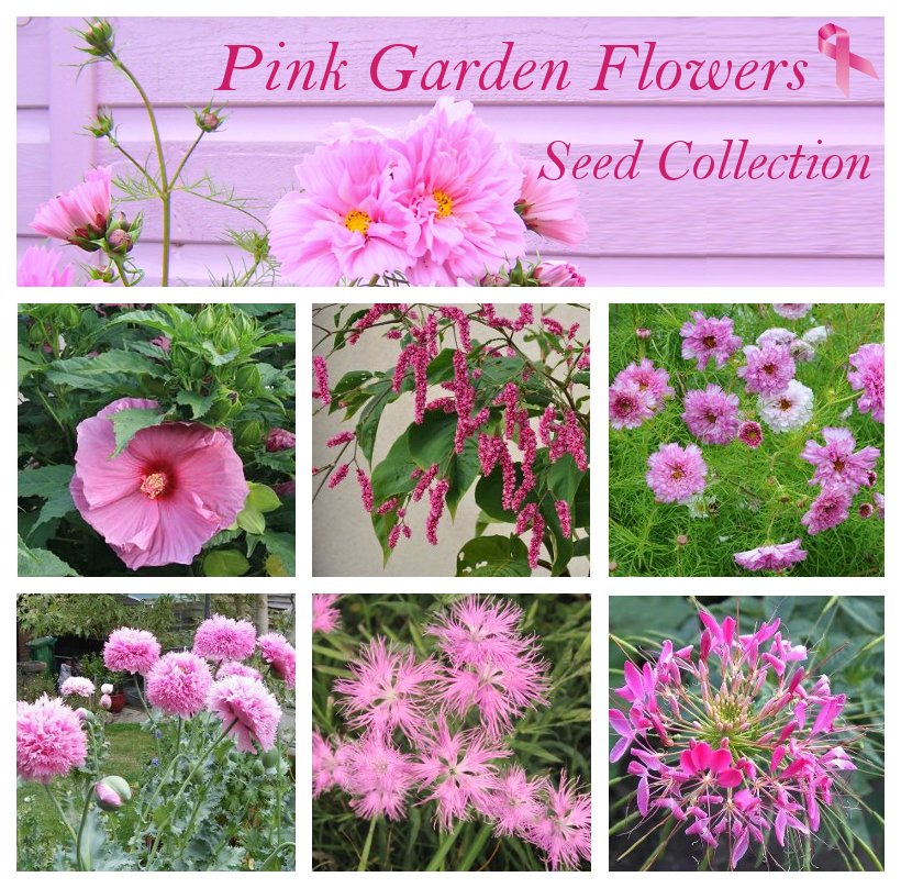Romantic Pink Shades Flower Seed Collection 6 Varieties