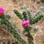 Cane Cholla Chain Link Cactus Hardy Cylindropuntia imbricata - 20 Seeds