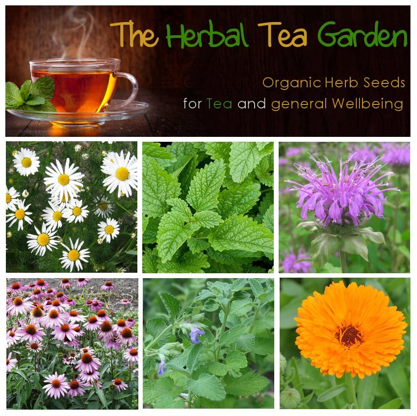Organic Herb Tea Garden Seed Collection - 6 Varieties