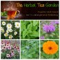 Organic Herb Tea Garden Seed Collection - 6 Varieties