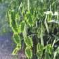 Ornamental Grass Northern Sea Oats Chasmanthium Latifolium - 50 Seeds
