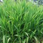 Ornamental Grass Flathead Oats Chasmanthium Latifolium - 50 Seeds