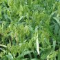 Ornamental Grass Flathead Oats Chasmanthium Latifolium - 50 Seeds