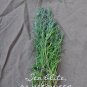 Rare! Annual Sea-Blite Seepweed Suaeda maritima - 30 Seeds