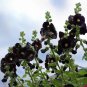Goth Garden Almost Black Hollyhock Alcea Rosea Nigra - 25 Seeds