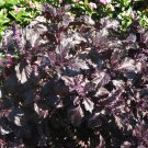 Goth Garden Almost Black Basil Purple Ruffles OP Ocimum basilicum - 50 Seeds