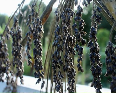 Goth Garden Sorghum Black Amber Sorghum bicolor - 50 Seeds