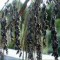 Goth Garden Sorghum Black Amber Sorghum bicolor - 50 Seeds