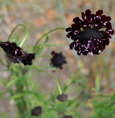 Goth Garden 'Black' Scabiosa Mourning Bride Scabiosa atropurpurea - 25 Seeds
