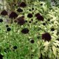 Goth Garden 'Black' Scabiosa Mourning Bride Scabiosa atropurpurea - 25 Seeds
