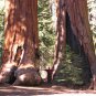'Big Tree' Giant Redwood Sequoia gigantea - 40 Seeds