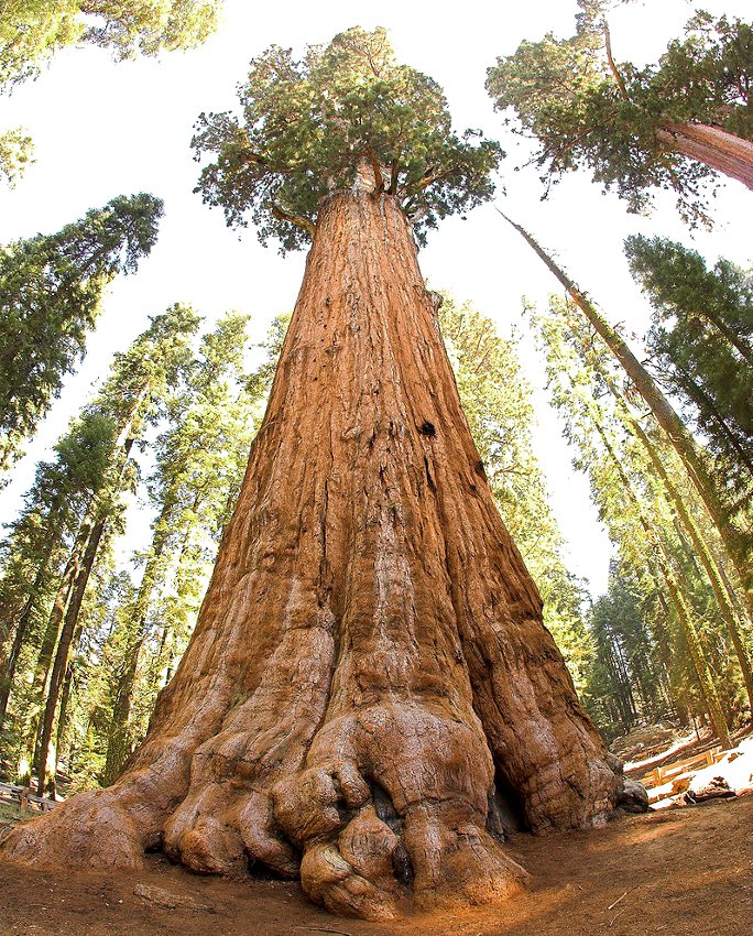 Giant Sequoias Redwood Trees Pictures Redwood