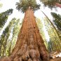 'Big Tree' Giant Redwood Sequoia gigantea - 40 Seeds