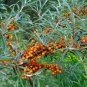 Hardy Sea Buckthorn Hippophae rhamnoides - 50 Seeds