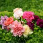 Edible Flowers French Carnation Chabaud Mix Dianthus caryophyllus - 100+ Seeds