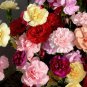 Edible Flowers French Carnation Chabaud Mix Dianthus caryophyllus - 100+ Seeds