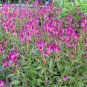 Showy Celosia Ruby Parfait Celosia argentea spicata - 50 Seeds