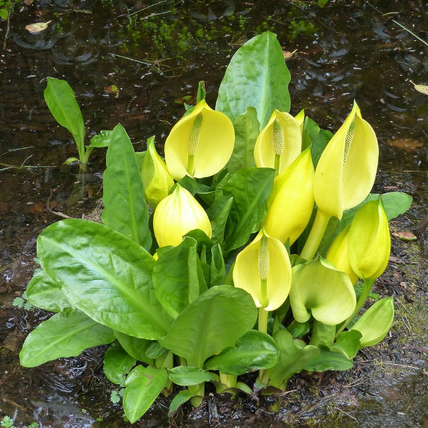 Wild Swamp Lantern Skunk Cabbage Lysichitum americanum 20 Seeds