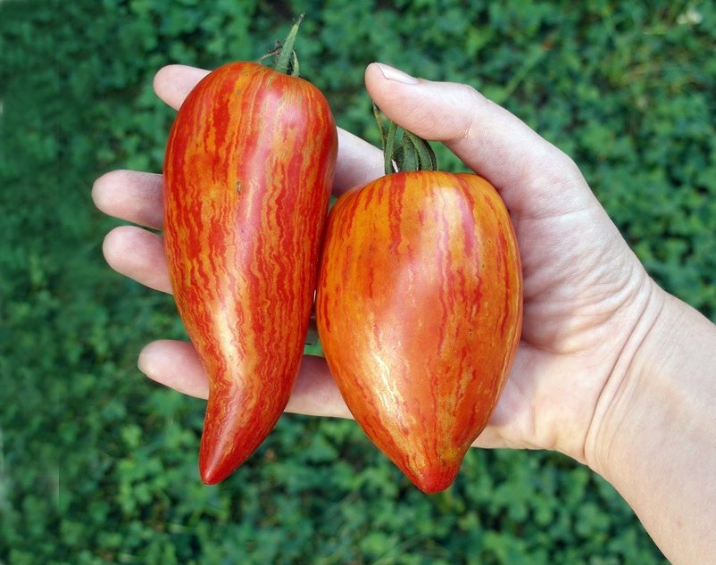 Organic Heirloom Tomato 'Speckled Roman' Lycopersicon lycopersicum - 25 ...