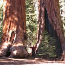 Giant Sequoia Redwood Sequoiadendron Giganteum - 40 Seeds
