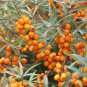 Hardy Sandthorn Seaberry Hippophae rhamnoides - 50 Seeds