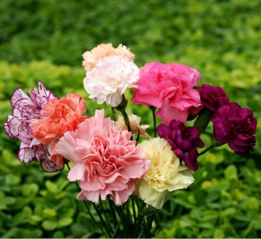 Frilly Carnation Chabaud Mix Dianthus caryophyllus - 100+ Seeds