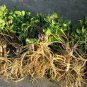 Rare! Wild Beach Carrot Glehnia littoralis leiocarpa - 40 Seeds