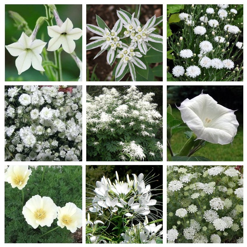 Moon Garden Monochromatic White Flower Seed Collection 9 Varieties