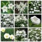 Moon Garden Monochromatic White Flower Seed Collection - 9 Varieties