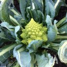 Chartreuse Heirloom Romanesco Broccoli Brassica oleracea - 100 Seeds