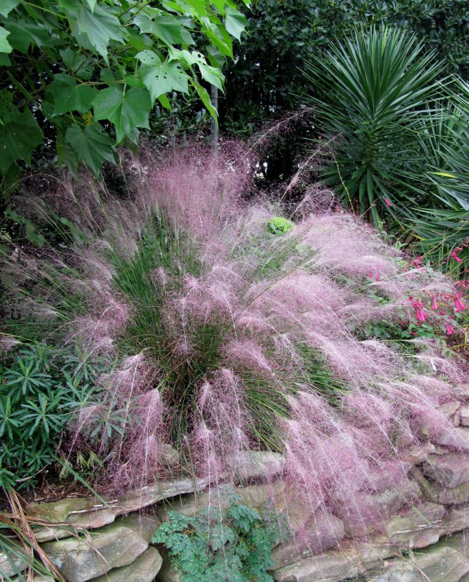 30 Pink Muhly Grass Seeds Perennial Muhlenbergia Capillaris -  Portugal