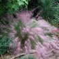 Ornamantal Pink Muhly Grass Muhlenbergia capillaris - 30 Seeds