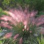 Ornamantal Pink Muhly Grass Muhlenbergia capillaris - 30 Seeds