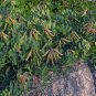 Rare! Hardy Wild Beach Pea Lathyrus japonicus maritimus - 18 Seeds