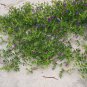 Rare! Hardy Wild Beach Pea Lathyrus japonicus maritimus - 18 Seeds