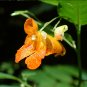Orange Balsam Jewelweed Impatiens capensis - 20 Seeds