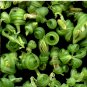 Orange Balsam Jewelweed Impatiens capensis - 20 Seeds