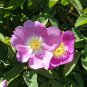 Wild Swamp Rose Pink Rosa palustris -  40 Seeds
