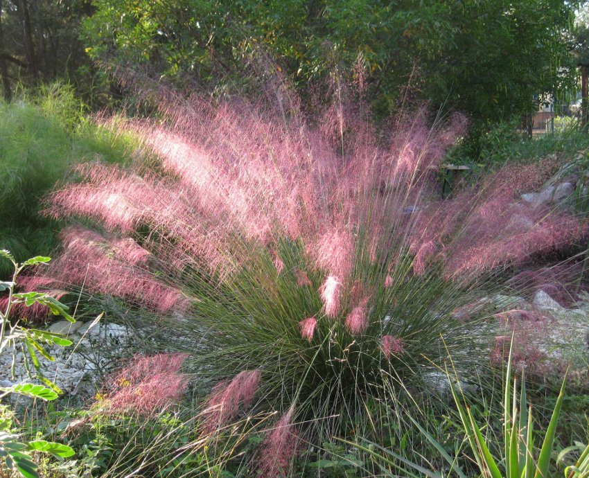 muhlenbergia pink feather grass muhly capillaris seeds ornamentals speciality categories ecrater
