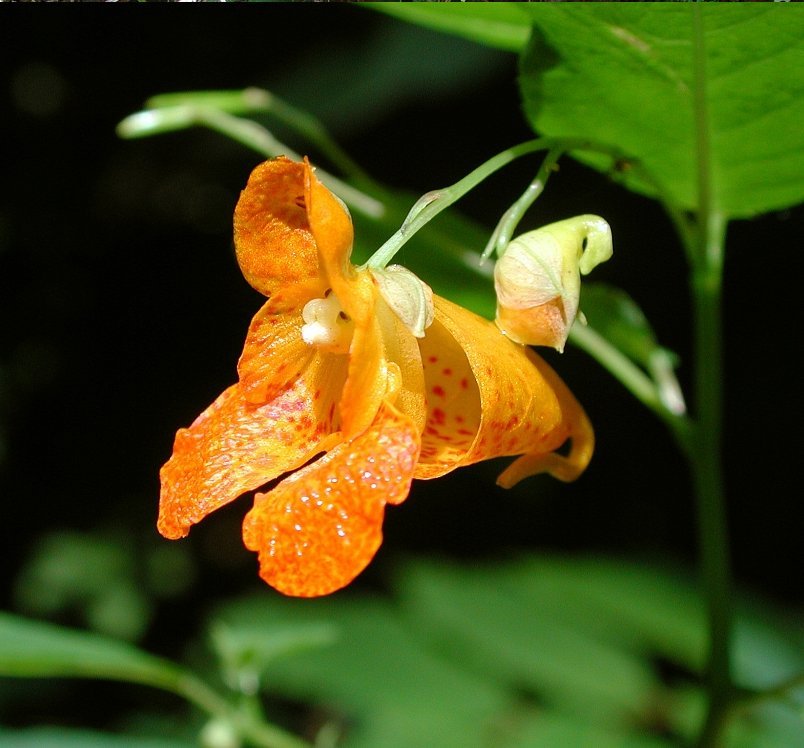 Wild Jewelweed Orange Balsam Impatiens capensis - 20 Seeds