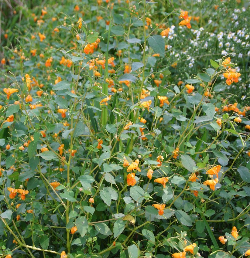 Wild Jewelweed Orange Balsam Impatiens capensis 20 Seeds