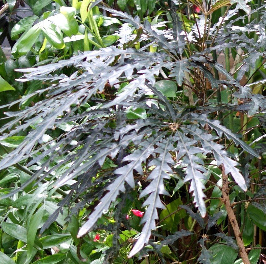 Rare Finger Aralia Schefflera elegantissima - 30 seeds