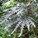 Rare Finger Aralia Schefflera elegantissima - 30 seeds