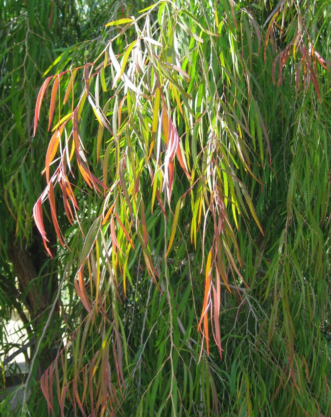 Sweet Peppermint Tree Agonis flexuosa 40 Seeds