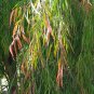 Sweet Peppermint Tree Agonis flexuosa - 40 Seeds