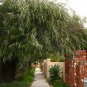 Sweet Peppermint Tree Agonis flexuosa - 40 Seeds
