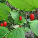 Rare Wild Clasping Twisted Stalk Watermelon Berry Hardy Streptopus amplexifolius - 20 Seeds