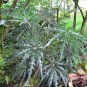 House Plant Rare Spider Aralia Schefflera elegantissima - 30 Seeds