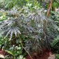 House Plant Rare Spider Aralia Schefflera elegantissima - 30 Seeds