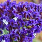 Purple Perez's Sea Lavender Limonium perezii - 20 Seeds